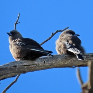 Artamus cyanopterus at Fyshwick, ACT - 11 May 2020