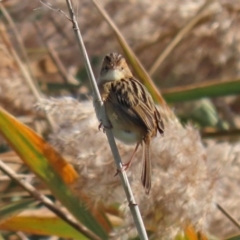 Cisticola exilis (Golden-headed Cisticola) at Fyshwick, ACT - 11 May 2020 by RodDeb