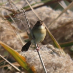 Cisticola exilis at Fyshwick, ACT - 11 May 2020 01:37 PM