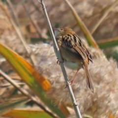 Cisticola exilis at Fyshwick, ACT - 11 May 2020