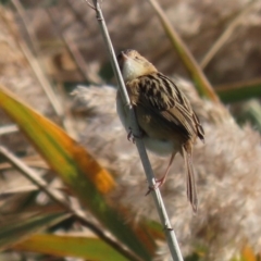 Cisticola exilis at Fyshwick, ACT - 11 May 2020