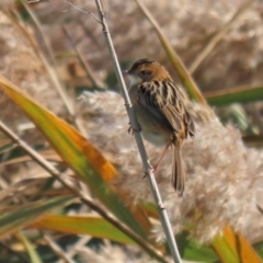 Cisticola exilis at Fyshwick, ACT - 11 May 2020