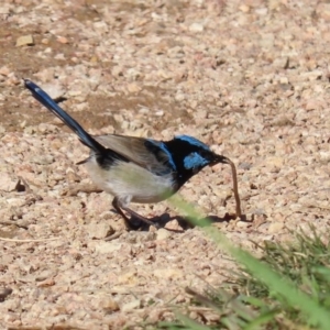 Malurus cyaneus at Fyshwick, ACT - 11 May 2020