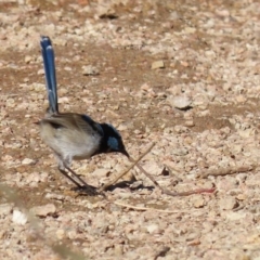 Malurus cyaneus at Fyshwick, ACT - 11 May 2020