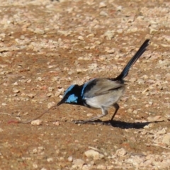 Malurus cyaneus at Fyshwick, ACT - 11 May 2020