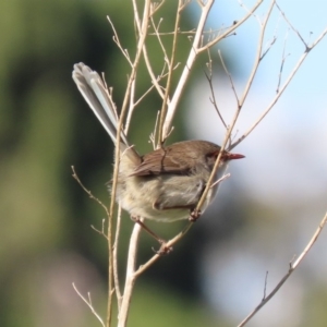 Malurus cyaneus at Fyshwick, ACT - 11 May 2020