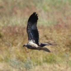 Haliastur sphenurus (Whistling Kite) at Fyshwick, ACT - 11 May 2020 by RodDeb