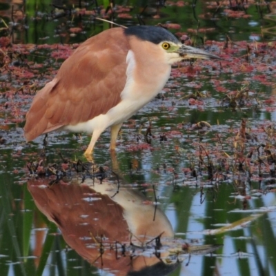 Nycticorax caledonicus (Nankeen Night-Heron) at Jerrabomberra Wetlands - 27 Sep 2011 by Harrisi