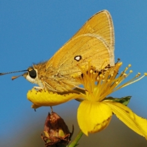 Trapezites luteus at Stromlo, ACT - 12 Mar 2010