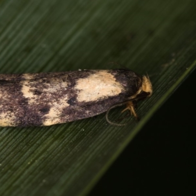 Palimmeces leucopelta (A concealer moth) at Melba, ACT - 26 Feb 2015 by Bron