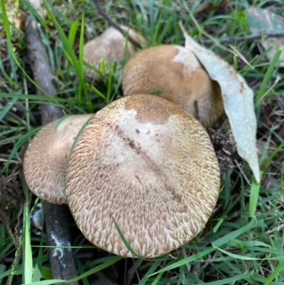 Unidentified Fungus at Red Hill Nature Reserve - 3 May 2020 by LisaH