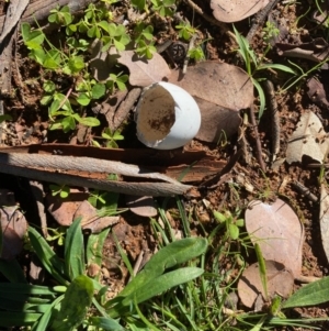 Unidentified at suppressed - 5 May 2020
