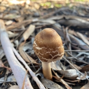 Chlorophyllum/Macrolepiota sp. (genus) at Deakin, ACT - 5 May 2020