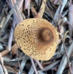 Chlorophyllum/Macrolepiota sp. at Deakin, ACT - 5 May 2020
