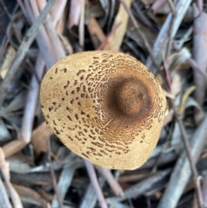 Chlorophyllum/Macrolepiota sp. (genus) at Deakin, ACT - 5 May 2020