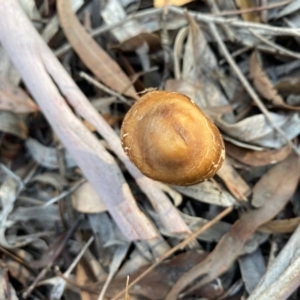 Chlorophyllum/Macrolepiota sp. at Deakin, ACT - 5 May 2020