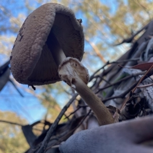 Chlorophyllum/Macrolepiota sp. at Deakin, ACT - 5 May 2020