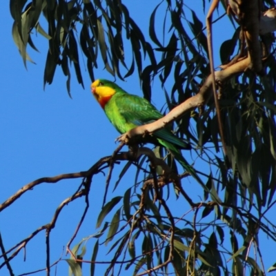 Polytelis swainsonii (Superb Parrot) at Red Hill, ACT - 11 May 2020 by LisaH