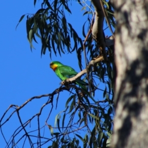 Polytelis swainsonii at Red Hill, ACT - suppressed