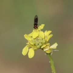 Simosyrphus grandicornis (Common hover fly) at Deakin, ACT - 11 May 2020 by LisaH