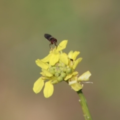 Melangyna viridiceps at Deakin, ACT - 11 May 2020