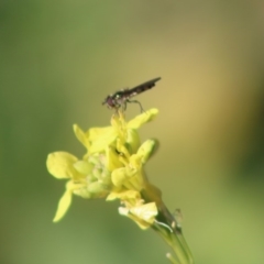 Melangyna viridiceps at Deakin, ACT - 11 May 2020