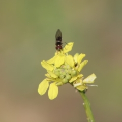 Melangyna viridiceps at Deakin, ACT - 11 May 2020