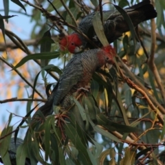 Callocephalon fimbriatum (Gang-gang Cockatoo) at Hughes Grassy Woodland - 10 May 2020 by LisaH