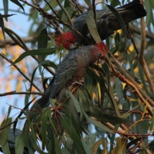 Callocephalon fimbriatum at Hughes, ACT - suppressed