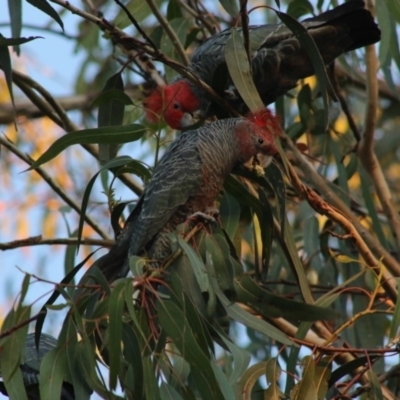 Callocephalon fimbriatum (Gang-gang Cockatoo) at Red Hill to Yarralumla Creek - 10 May 2020 by LisaH