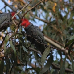 Callocephalon fimbriatum at Hughes, ACT - suppressed