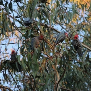 Callocephalon fimbriatum at Hughes, ACT - suppressed