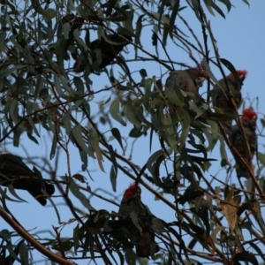 Callocephalon fimbriatum at Hughes, ACT - 10 May 2020