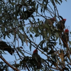 Callocephalon fimbriatum at Hughes, ACT - 10 May 2020