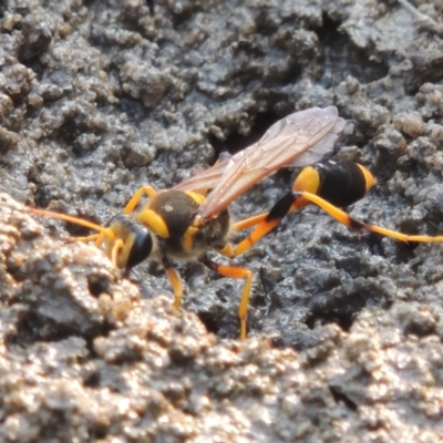 Sceliphron laetum (Common mud dauber wasp) at Bullen Range - 15 Jan 2020 by michaelb