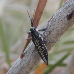 Rhinotia sp. in semipunctata group (A belid weevil) at Tuggeranong DC, ACT - 15 Jan 2020 by michaelb