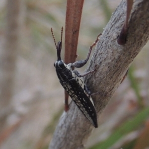 Rhinotia sp. in semipunctata group at Tuggeranong DC, ACT - 15 Jan 2020