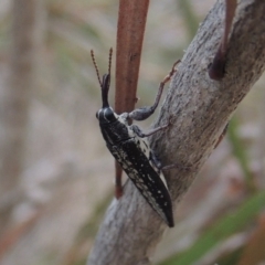 Rhinotia sp. in semipunctata group at Tuggeranong DC, ACT - 15 Jan 2020