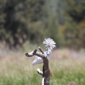 Platalea regia at Fyshwick, ACT - 28 Nov 2019