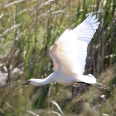 Platalea regia at Fyshwick, ACT - 28 Nov 2019