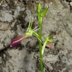 Cryptostylis subulata (Cow Orchid) at Pomona, QLD - 3 Oct 2013 by jenqld