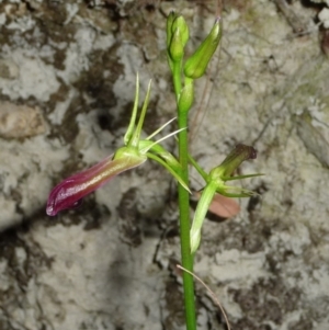 Cryptostylis subulata at Pomona, QLD - suppressed