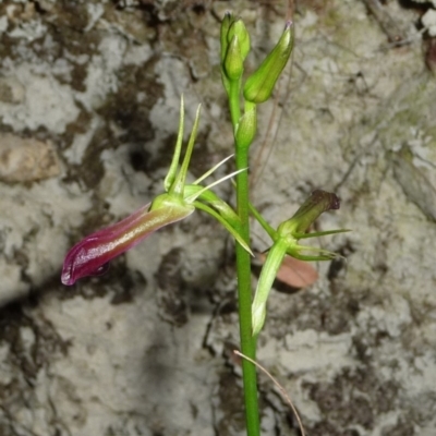 Cryptostylis subulata (Cow Orchid) at Pomona, QLD - 3 Oct 2013 by jenqld