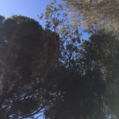 Banksia integrifolia subsp. integrifolia (Coast Banksia) at North Tura - 11 May 2020 by Carine
