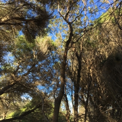 Banksia integrifolia subsp. integrifolia (Coast Banksia) at North Tura - 11 May 2020 by Carine