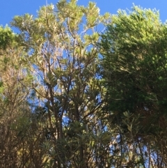 Banksia integrifolia subsp. integrifolia (Coast Banksia) at North Tura Coastal Reserve - 11 May 2020 by Carine