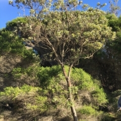 Banksia integrifolia subsp. integrifolia (Coast Banksia) at Tura Beach, NSW - 11 May 2020 by Carine