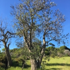 Banksia integrifolia subsp. integrifolia (Coast Banksia) at North Tura - 11 May 2020 by Carine