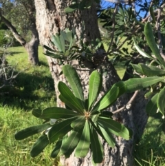 Banksia integrifolia subsp. integrifolia at Tura Beach, NSW - 11 May 2020