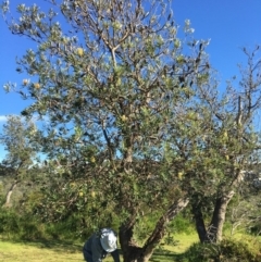 Banksia integrifolia subsp. integrifolia (Coast Banksia) at Tura Beach, NSW - 11 May 2020 by Carine